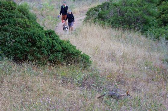 Dog/Coyote Encounter Information